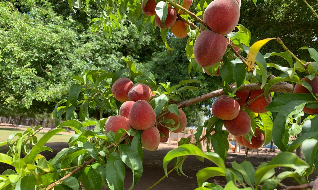 Ripening - Awakening Seed School