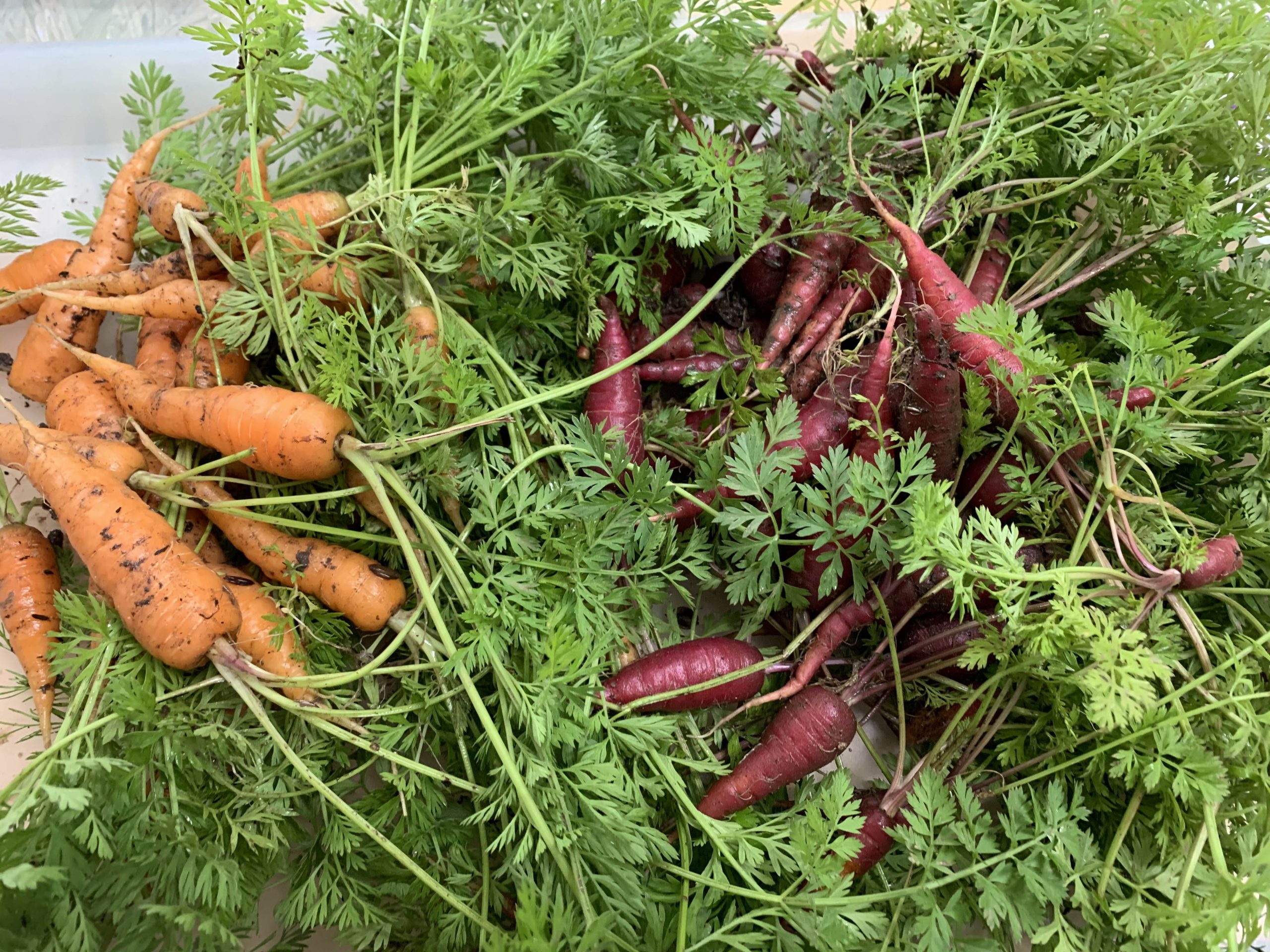 counting carrots