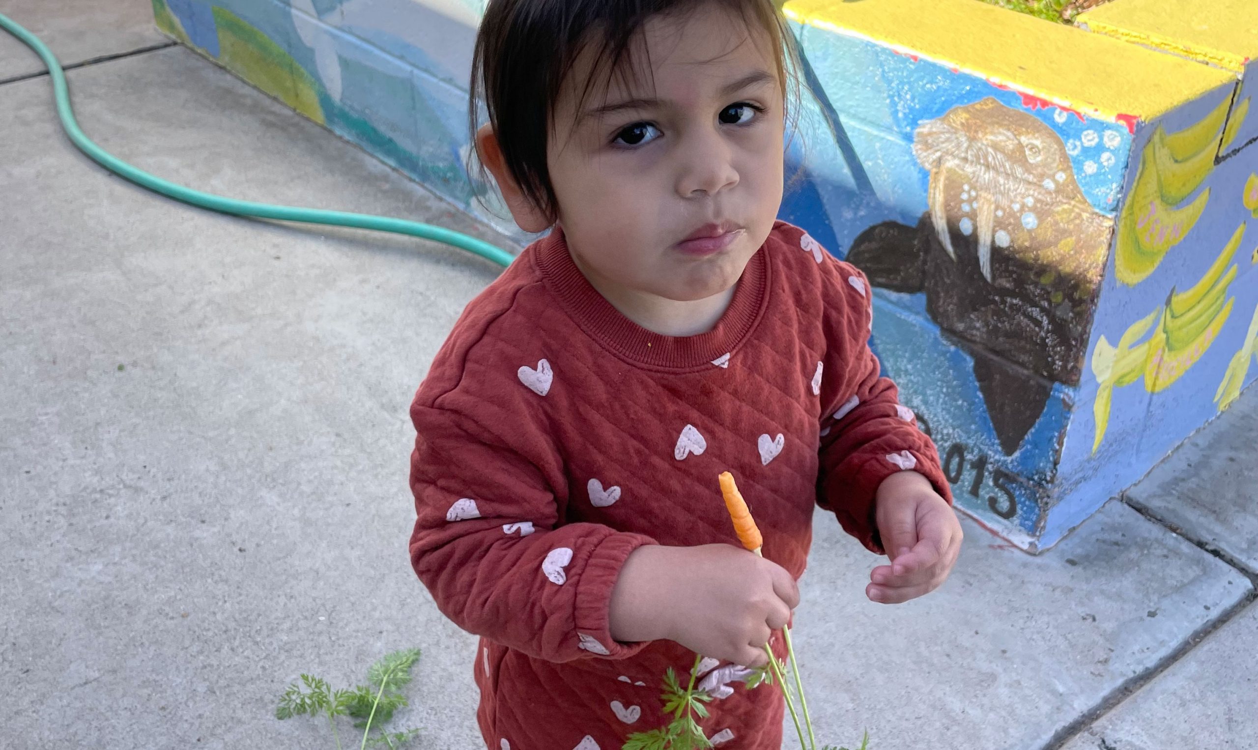 Toddlers Eating Carrots Awakening Seed School
